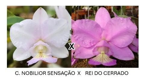 Cattleya nobilior (sensacao x Rei Do Cerrado) - Dr. Bill's Orchids, LLC