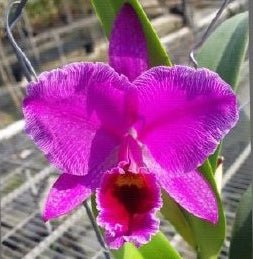 Cattleya percivaliana (karin Grafi x Dark Tradicao) - Dr. Bill's Orchids, LLC