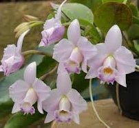 Cattleya Primeiro Amor x Laelia alaori - Dr. Bill's Orchids, LLC