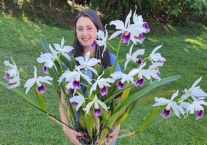 Cattleya purpurata 'roxo violeta' - Dr. Bill's Orchids, LLC