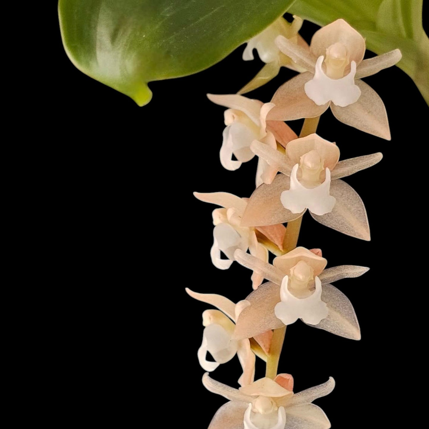 Coelogyne (Pholidota) chinensis - Dr. Bill's Orchids, LLC