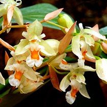 Coelogyne sulphurea - Dr. Bill's Orchids, LLC