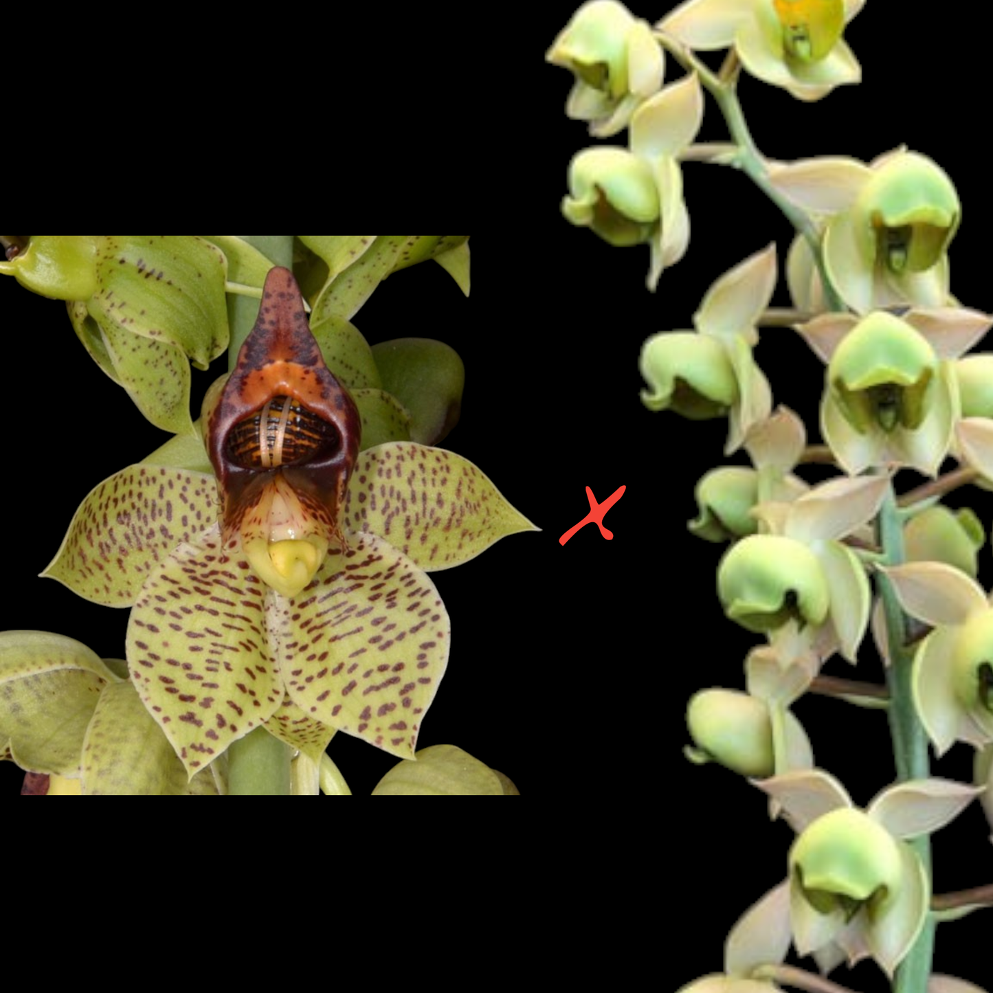 Ctsm (sanguineum 'XInt Shape' x albo - virens 'SVO') - Dr. Bill's Orchids, LLC