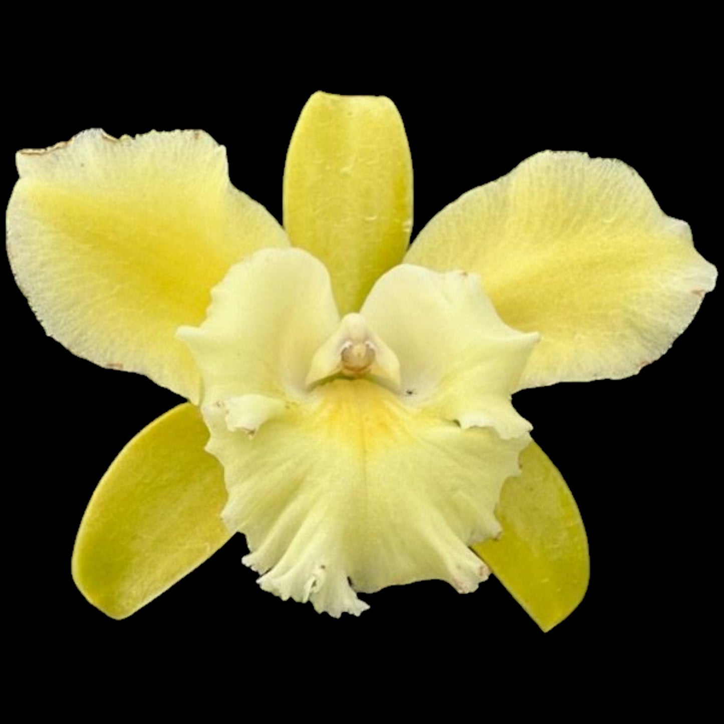 Ctyh. Siam Jade 'AVO' - Dr. Bill's Orchids, LLC