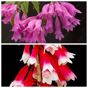 Dendrobium lawesii (pink x bicolor) - Dr. Bill's Orchids, LLC