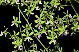 Encyclia mooreana - Dr. Bill's Orchids, LLC