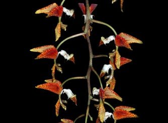 Gongora rufescens (red color) - Dr. Bill's Orchids, LLC