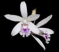 Laelia lundii coerulea - Dr. Bill's Orchids, LLC