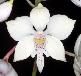 Laelia sincorana x Caularthron bicornutum - Dr. Bill's Orchids, LLC