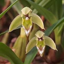 Maxillaria cerifera - Dr. Bill's Orchids, LLC