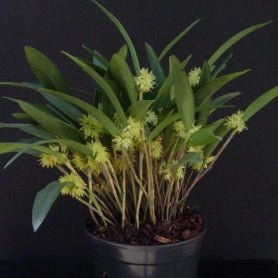Octomeria crassifolia (syn densiflora) - Dr. Bill's Orchids, LLC