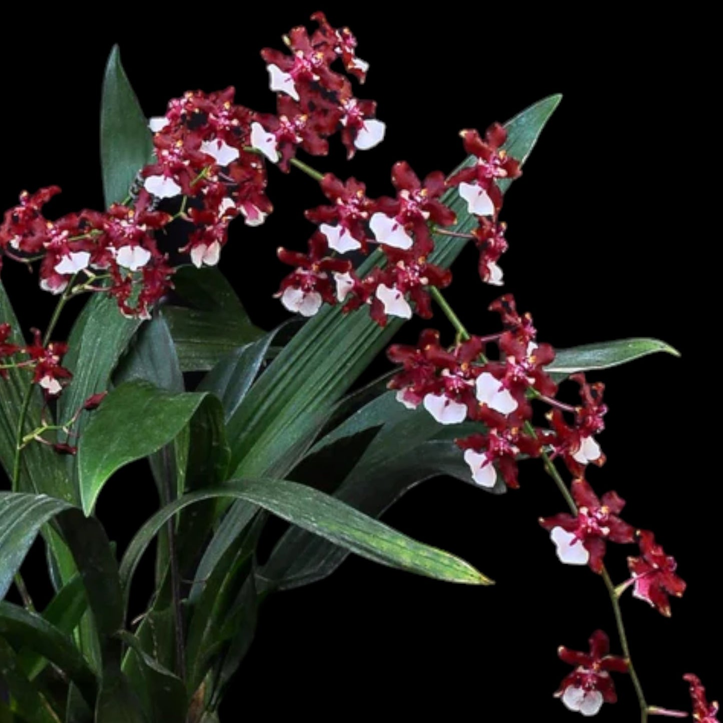 Onc. Sharry Baby 'Sweet Fragrance' AM/AOS - Dr. Bill's Orchids, LLC