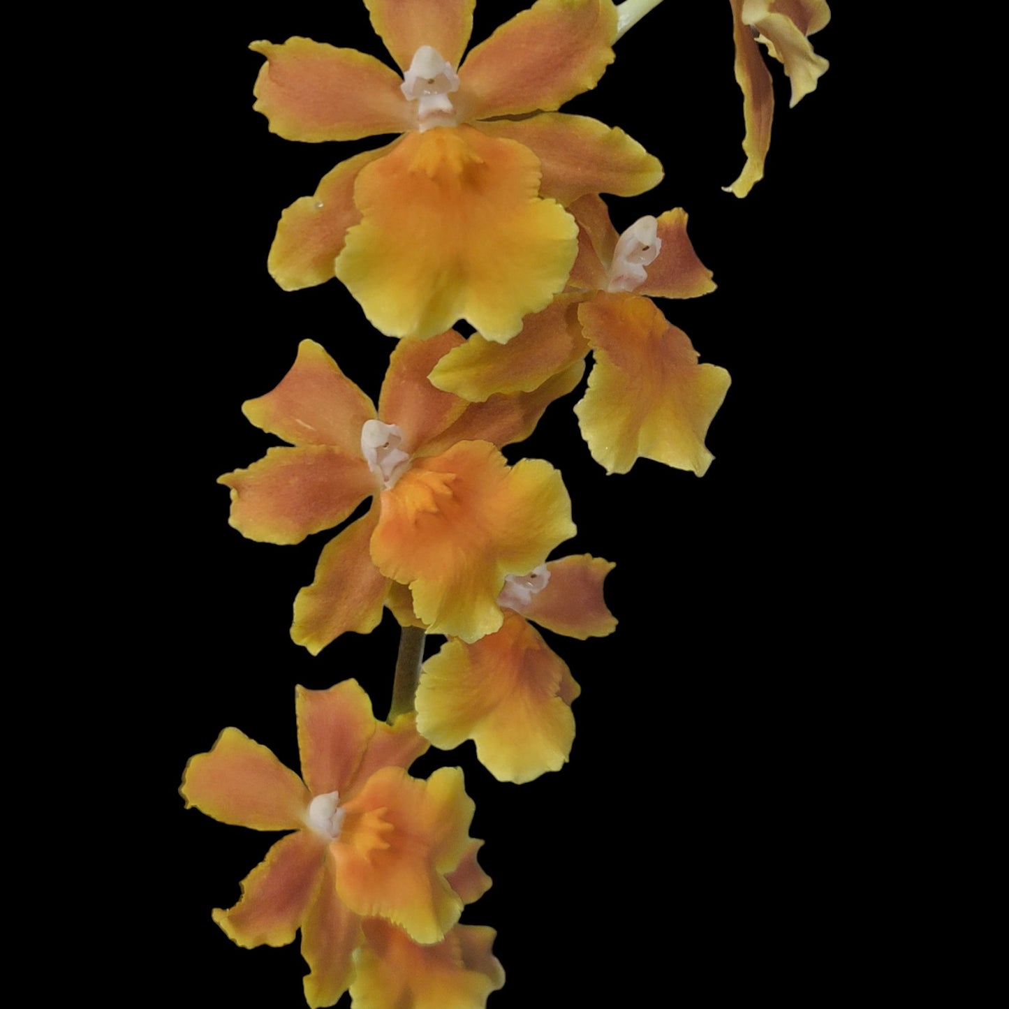 Osp. Brazilian Sun 'Samba' - Dr. Bill's Orchids, LLC