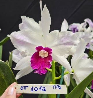 Cattleya purpurata *Select* OT 1012