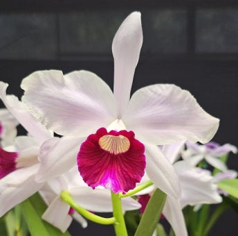 Cattleya purpurata *Select* OT 1068