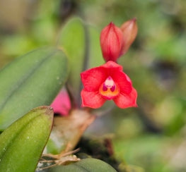 Cattleya alagoensis