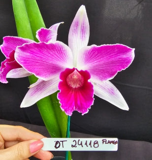 Cattleya purpurata *Select* OT 24118
