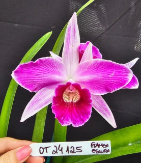 Cattleya purpurata *Select* OT 24125