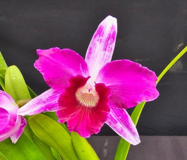 Cattleya purpurata *Select* OT 24188