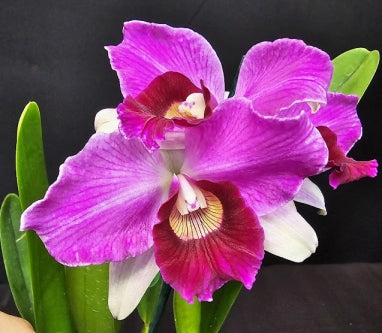 Cattleya purpurata *Select* OT 2432
