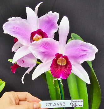 Cattleya purpurata *Select* OT 2443