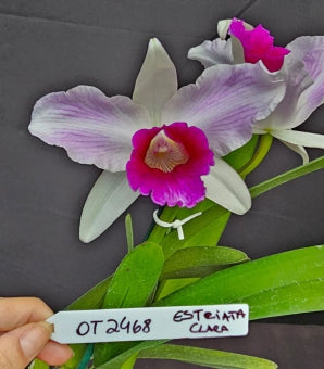 Cattleya purpurata *Select* OT 2468