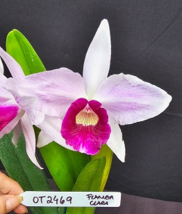 Cattleya purpurata *Select* OT 2469