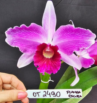 Cattleya purpurata *Select* OT 2490