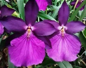 Miltonia moreliana (alba x dark)