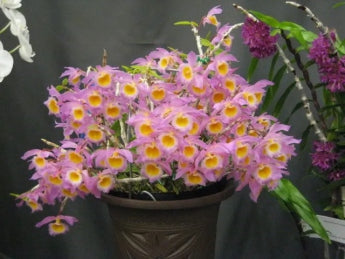 Dendrobium loddigesii