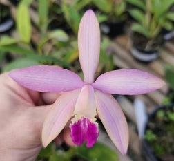 Hoff. milleri x C. intermedia sanguinea