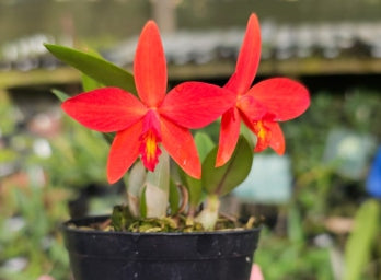 Sophronitis riograndensis x Laelia milleri