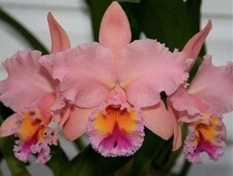 C. lueddemanniana concolor X Blc George King