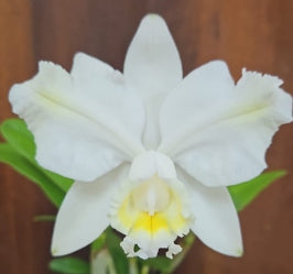 Cattleya harrisoniana alba x Self