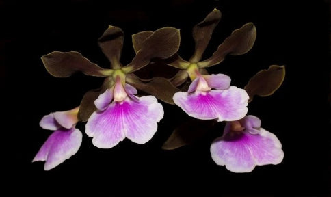 Encyclia randii