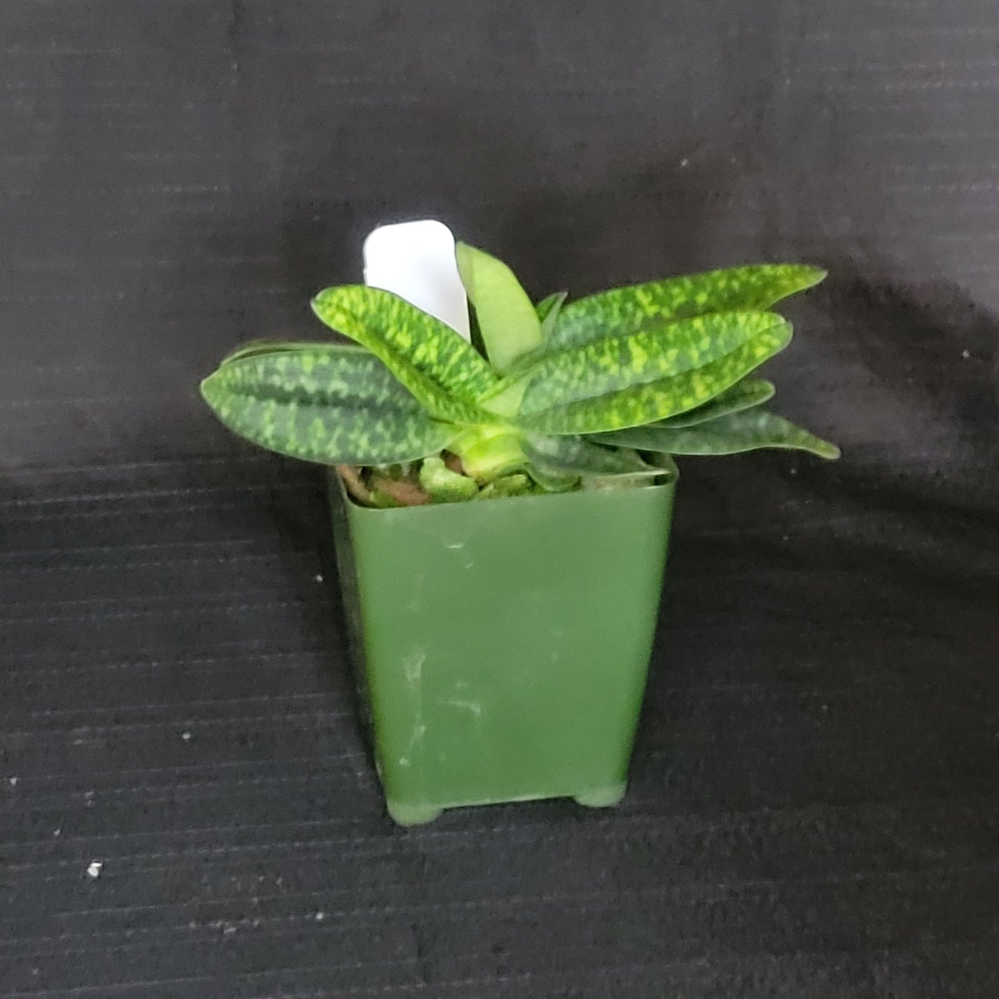 Paph delenatii fma album - Dr. Bill's Orchids, LLC