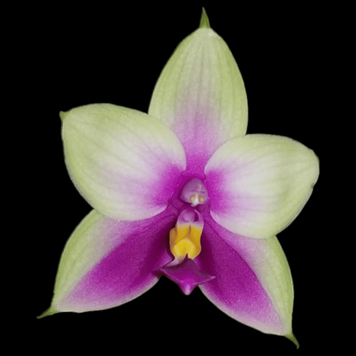 Phal bellina x sib - Dr. Bill's Orchids, LLC