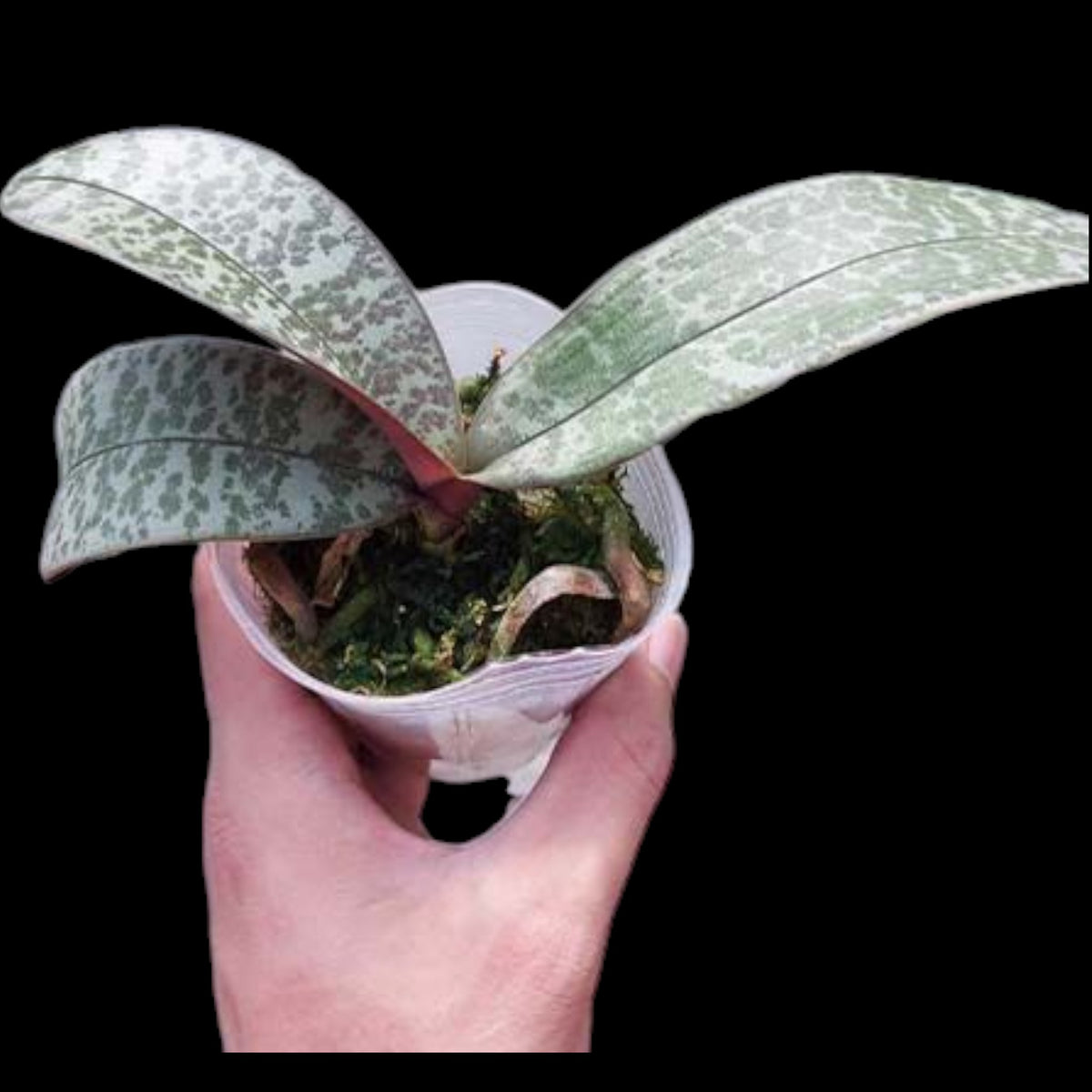 Phal schilleriana x sib - Dr. Bill's Orchids, LLC