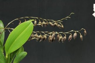 Pleurothallis restrepioides - Dr. Bill's Orchids, LLC