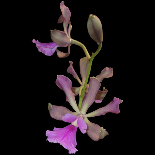 Psychilis atropurpurea - Dr. Bill's Orchids, LLC