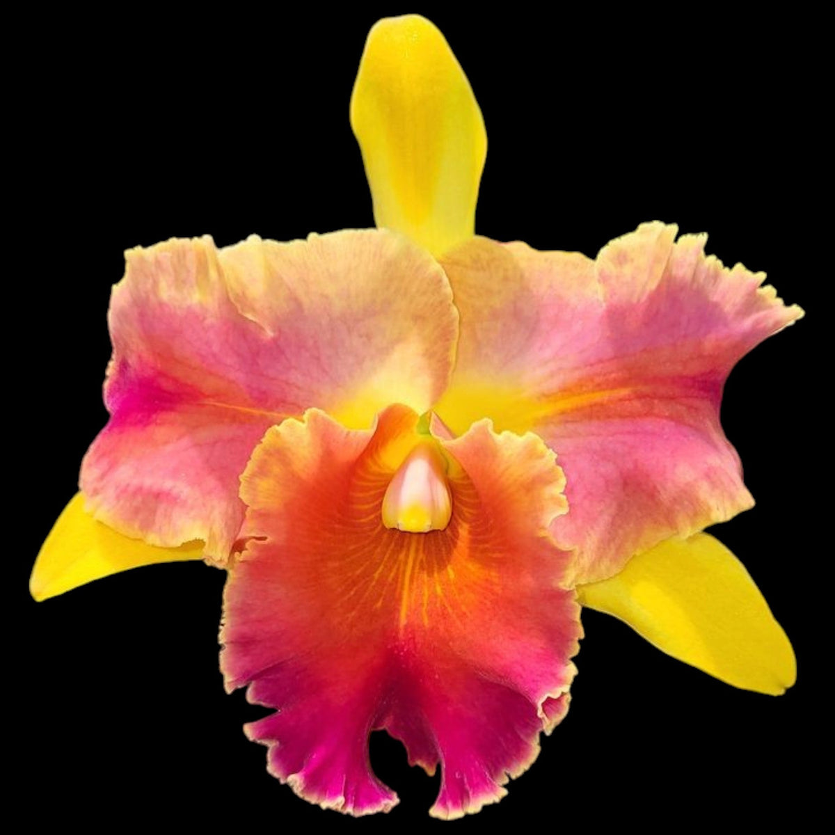 Rlc. Amazing Thailand '#1' - Dr. Bill's Orchids, LLC
