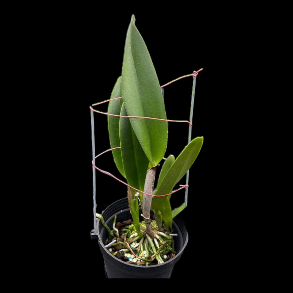 Rth Chief Sweet Orange 'Sweet Orange' AM/AOS - Dr. Bill's Orchids, LLC