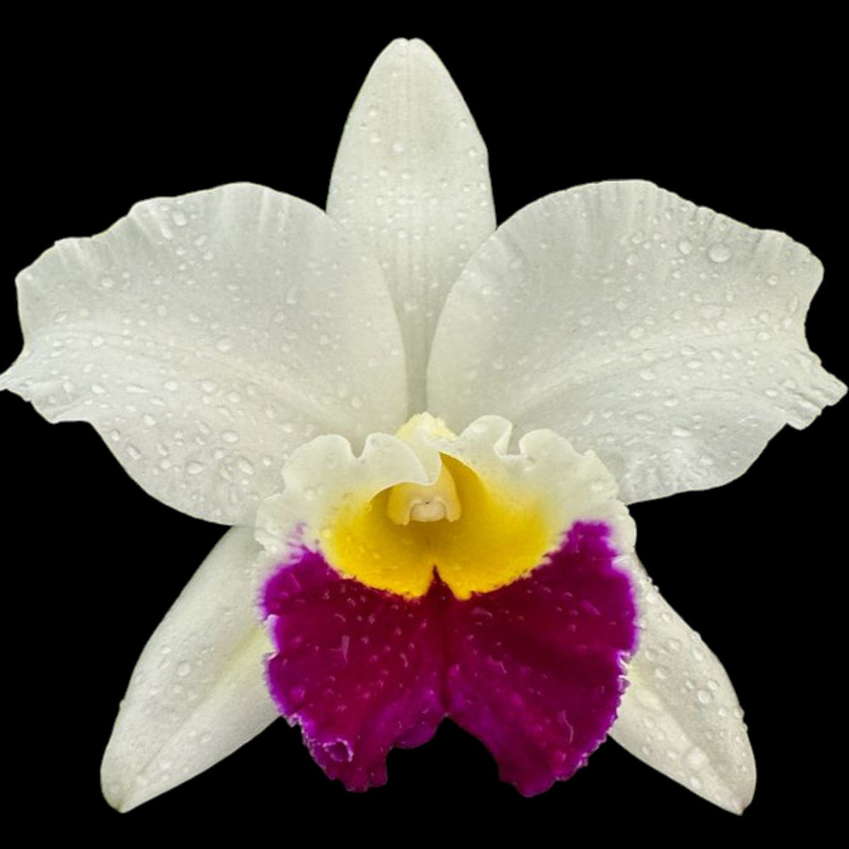 Rth. Hawaii Island Mint - Dr. Bill's Orchids, LLC
