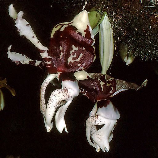Stanhopea tigrina var. nigroviolacea - Dr. Bill's Orchids, LLC