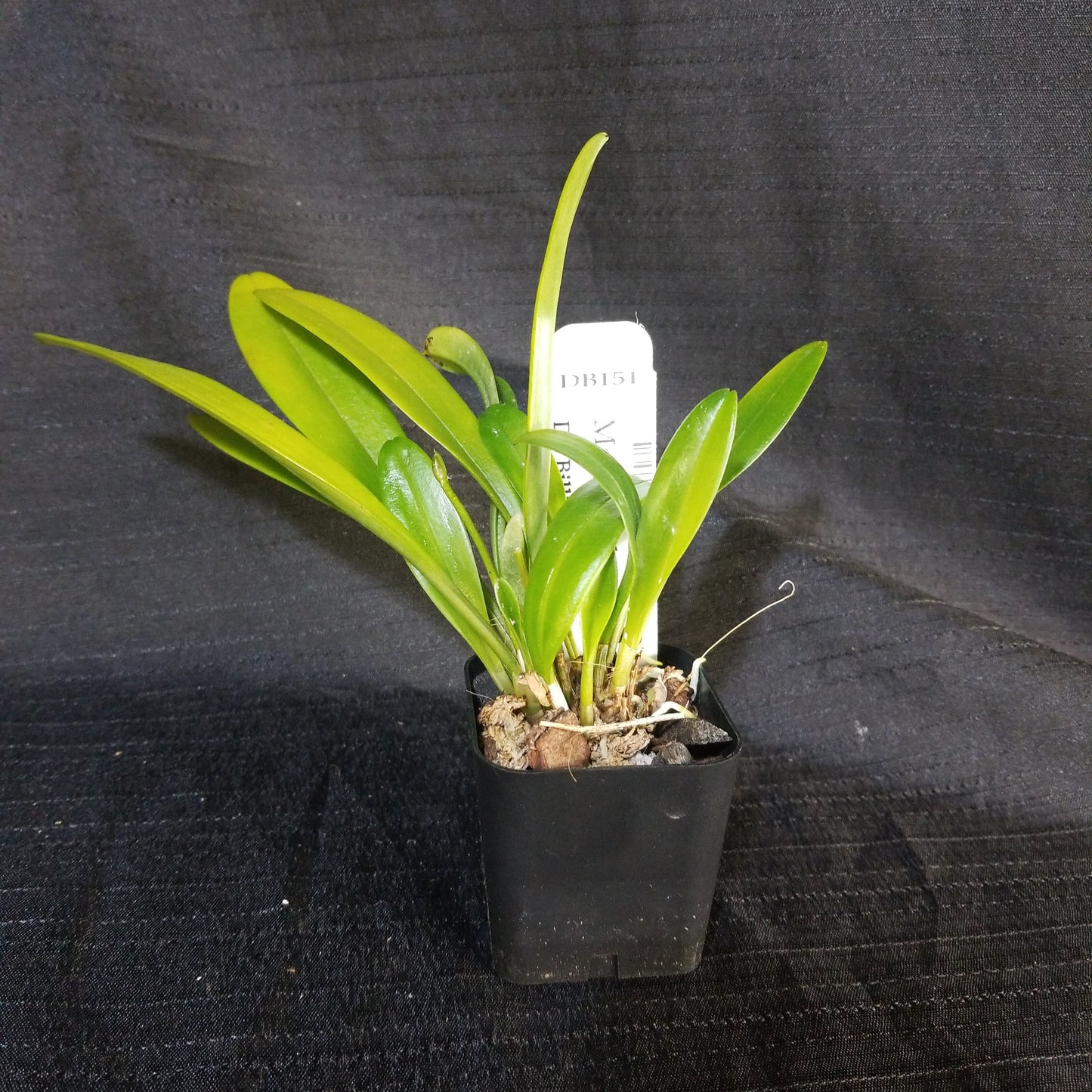 Masdevallia weberbaueri - Dr. Bill's Orchids, LLC
