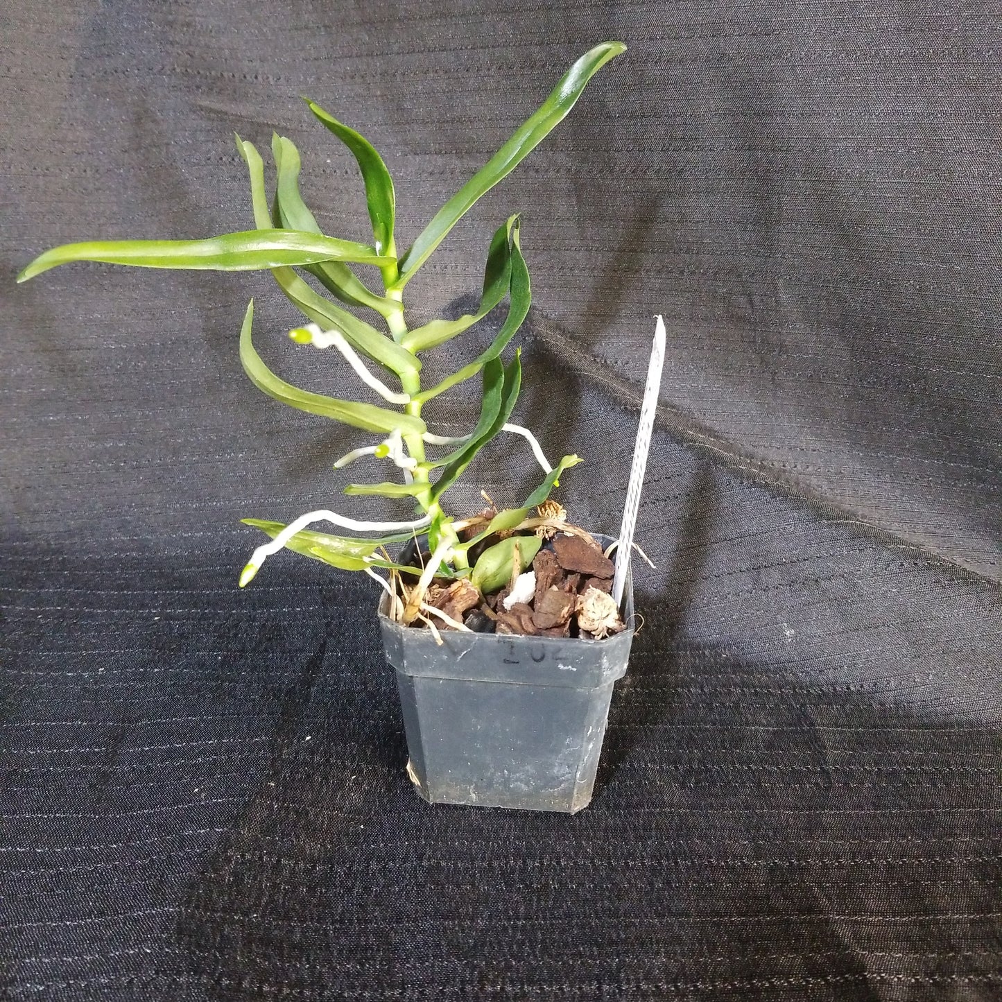 Oeoniella polystachys - Dr. Bill's Orchids, LLC