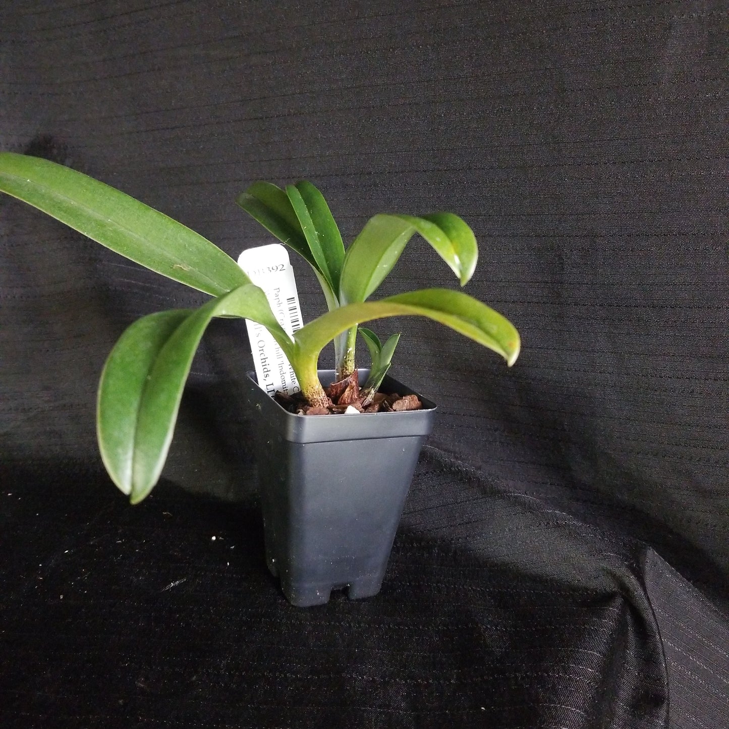 Paph (Crazy Horse 'White Cloud' x Winston Churchill 'Indomitable' FCC/AOS) - Dr. Bill's Orchids, LLC