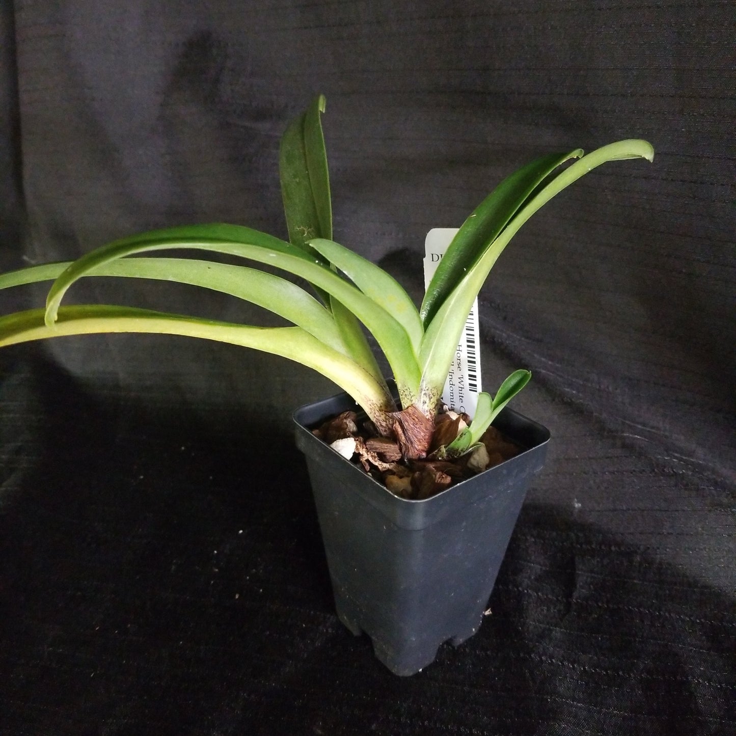 Paph (Crazy Horse 'White Cloud' x Winston Churchill 'Indomitable' FCC/AOS) - Dr. Bill's Orchids, LLC
