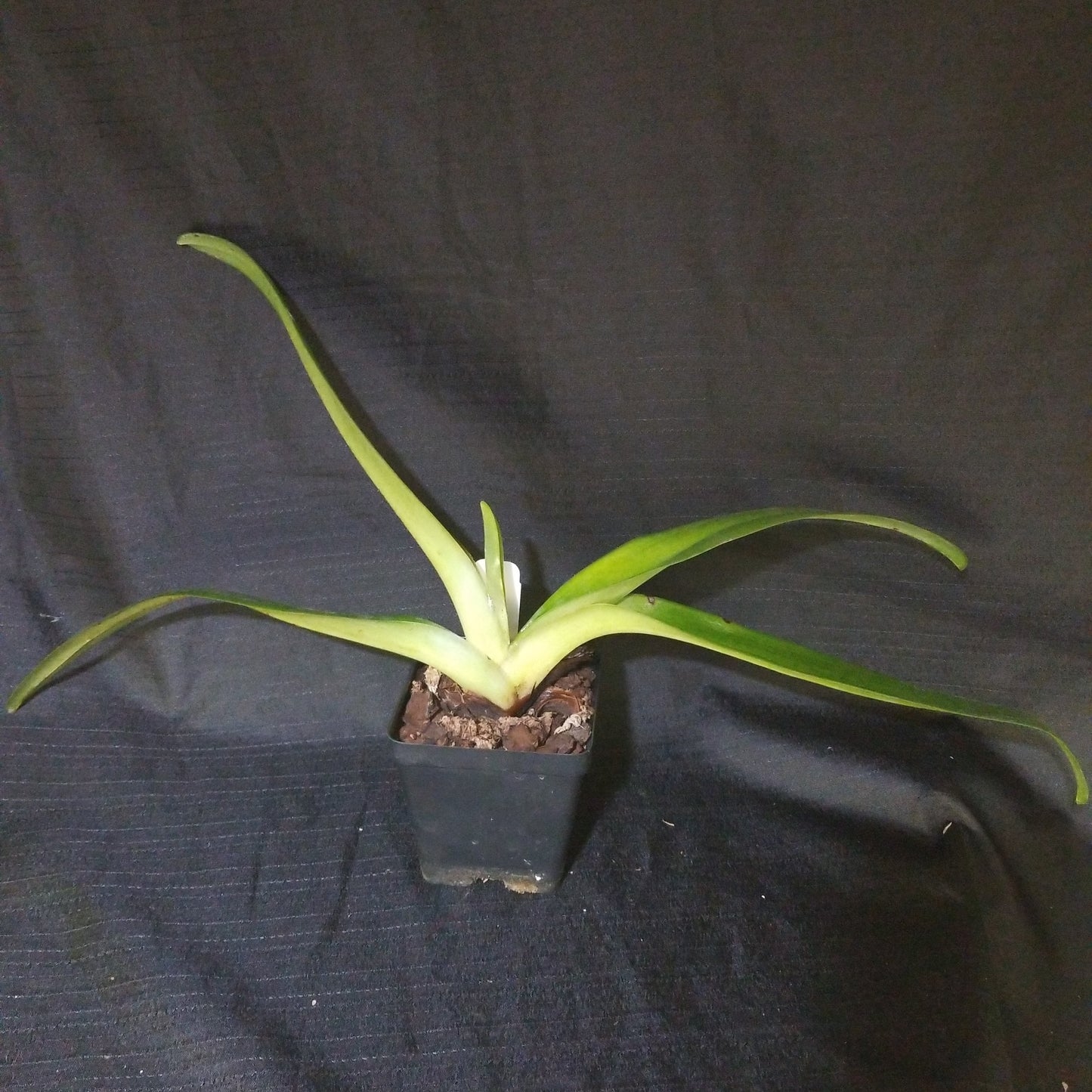 Paph Alexej - Dr. Bill's Orchids, LLC