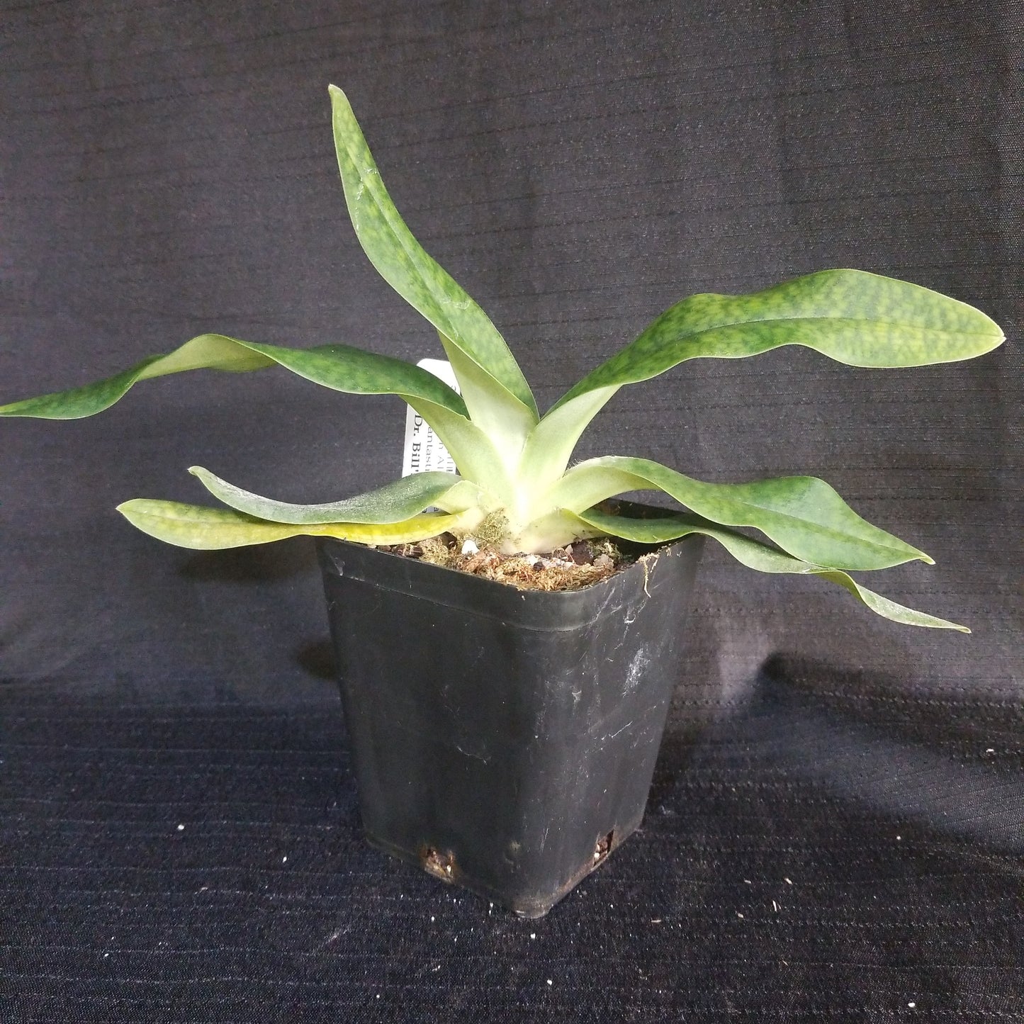 Paph Alois Handlbauer - Dr. Bill's Orchids, LLC